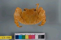 藏品(白紋方蟹)的圖片